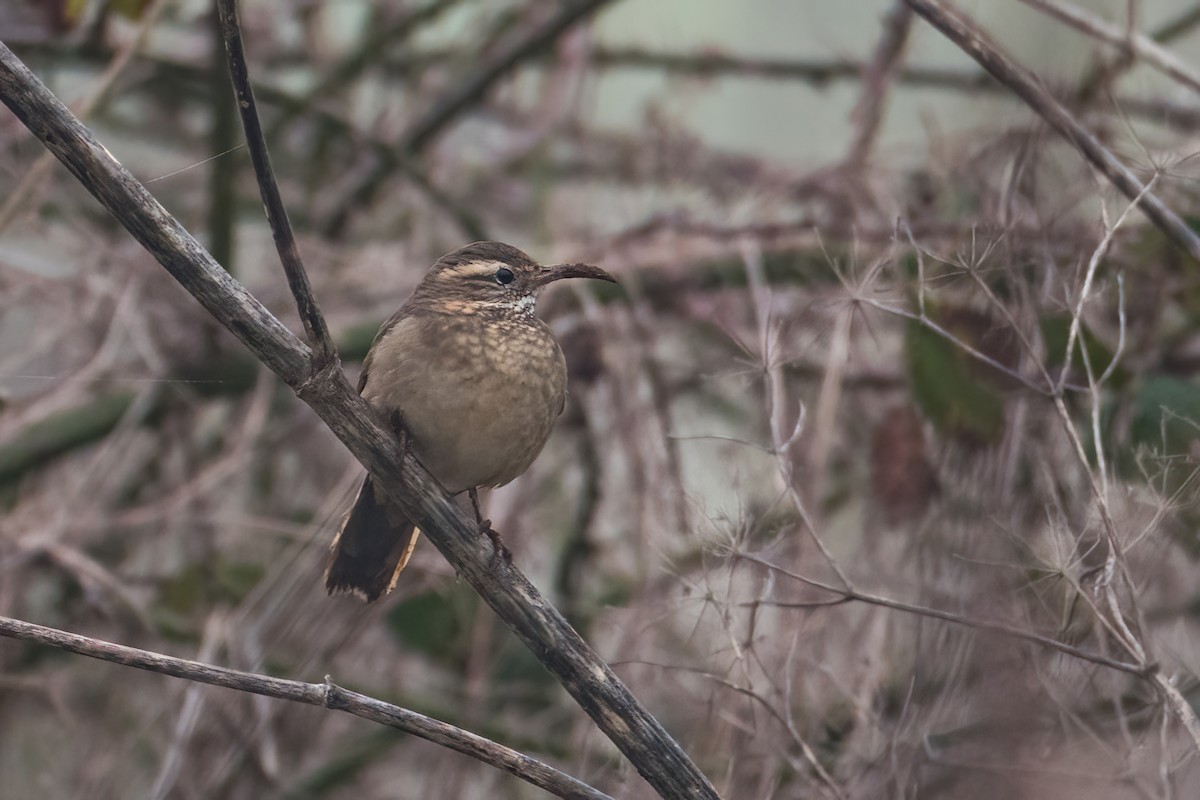 Patagonian Forest Earthcreeper - ML640637151