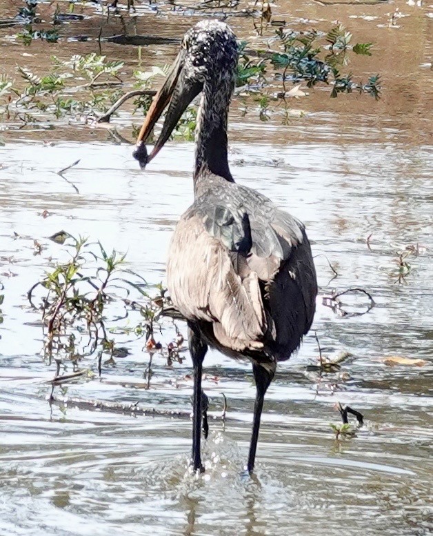 African Openbill - ML640637178