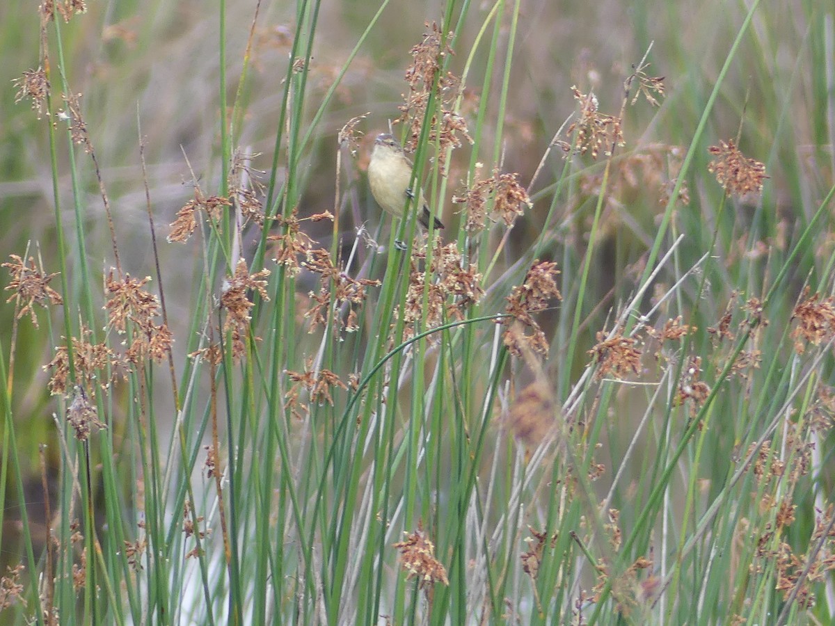 Australian Reed Warbler - ML640637212