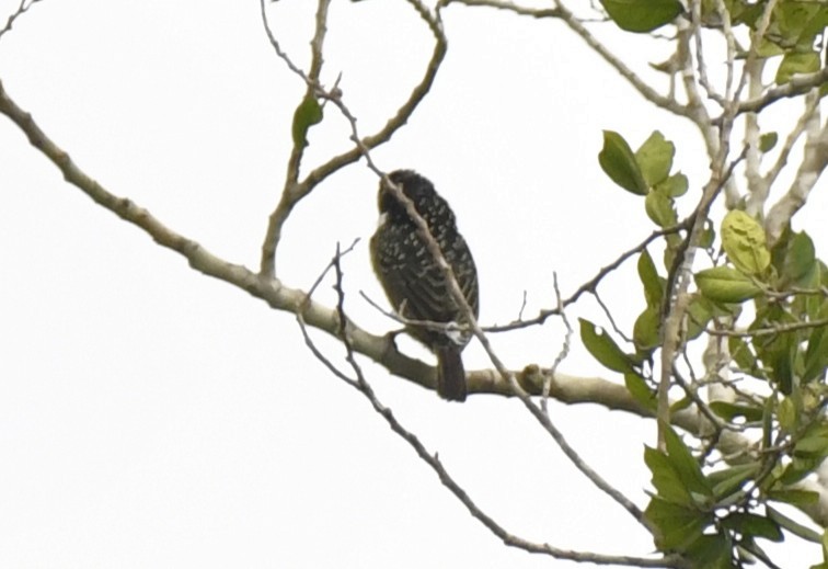 Barbudo Hirsuto (hirsuta) - ML640637257