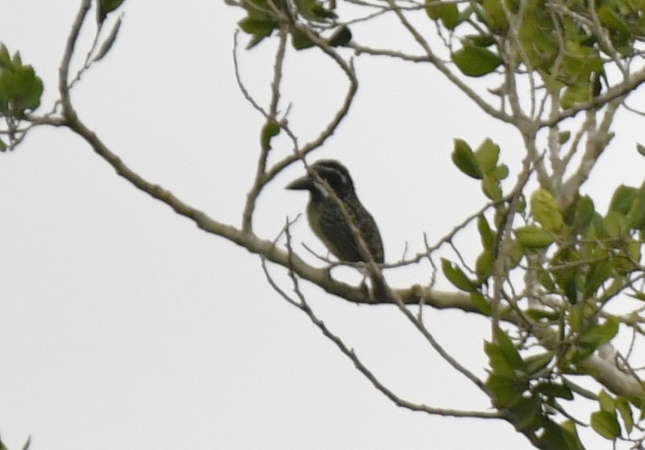 Barbudo Hirsuto (hirsuta) - ML640637258