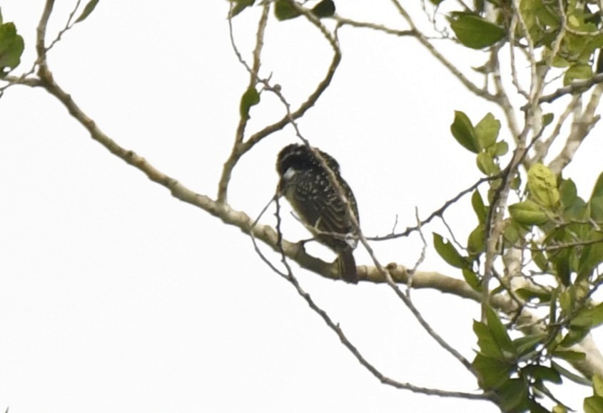 Barbudo Hirsuto (hirsuta) - ML640637259