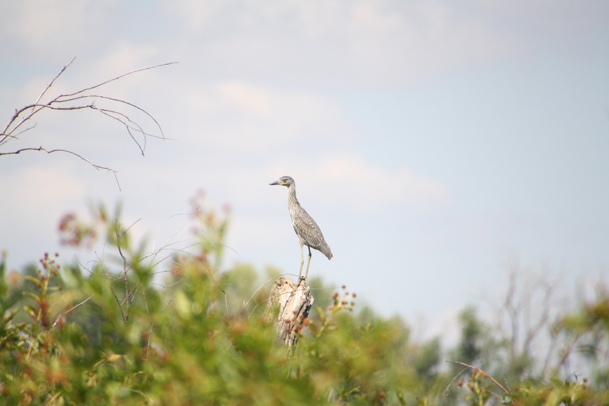Yellow-crowned Night Heron - ML640637267