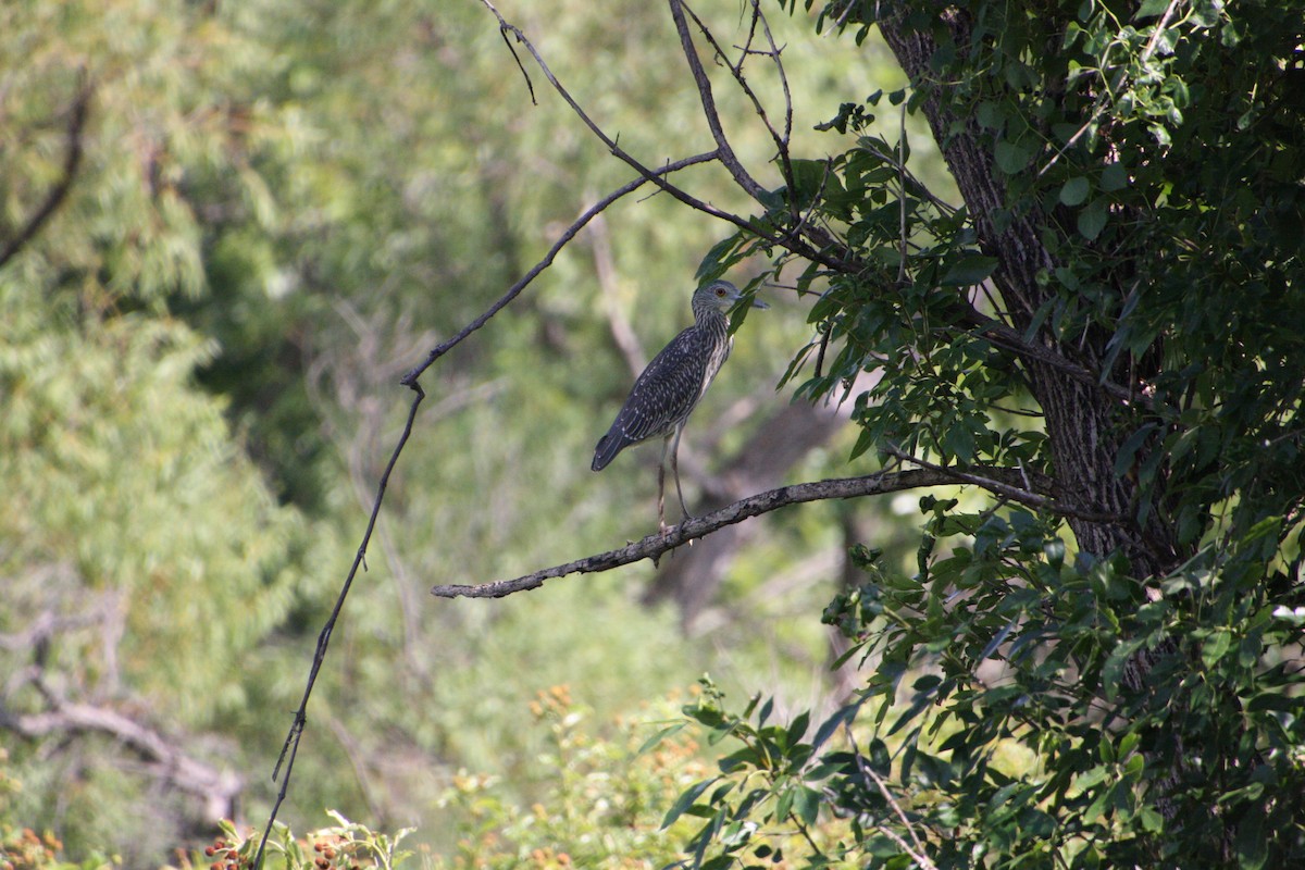 Yellow-crowned Night Heron - ML640637268