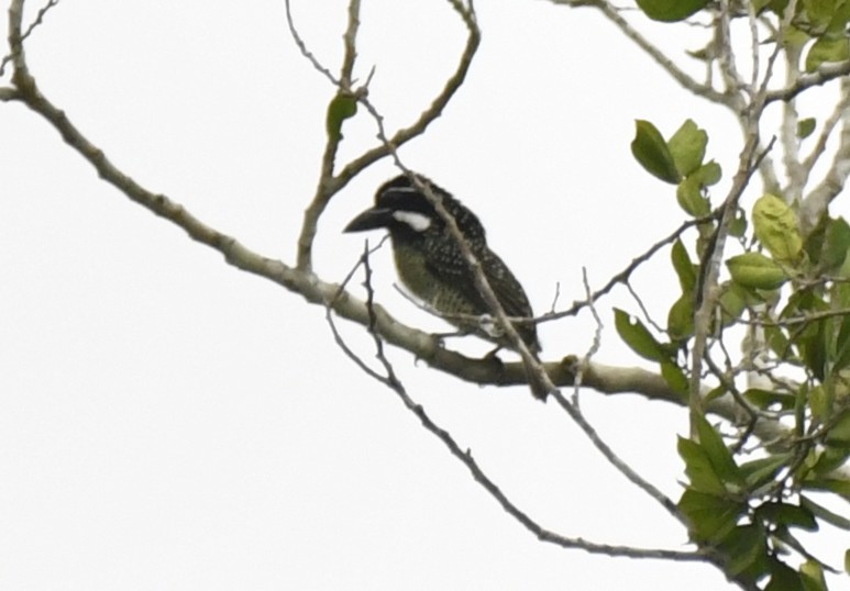 Barbudo Hirsuto (hirsuta) - ML640637269