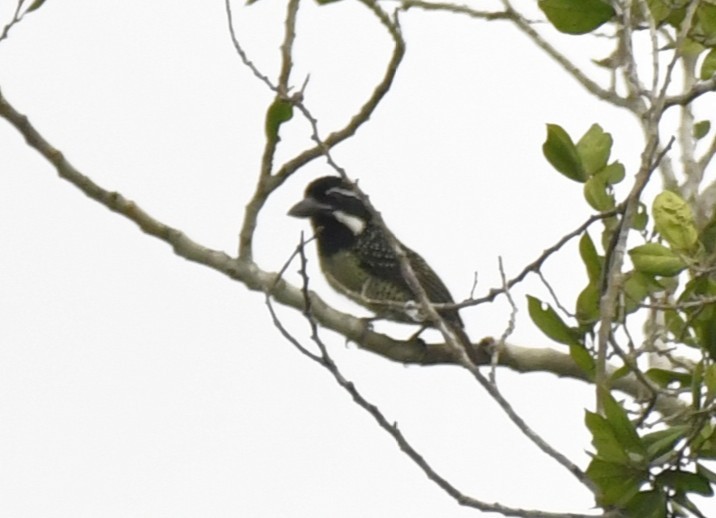Barbudo Hirsuto (hirsuta) - ML640637270