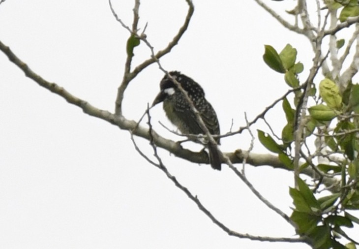 Barbudo Hirsuto (hirsuta) - ML640637271