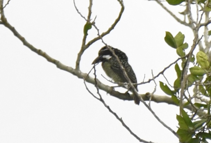 Barbudo Hirsuto (hirsuta) - ML640637272