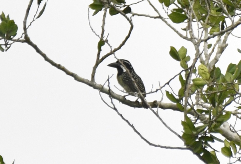 Barbudo Hirsuto (hirsuta) - ML640637273
