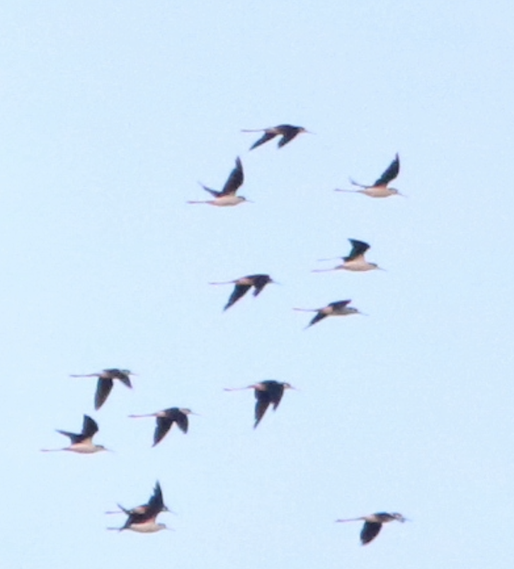 Black-necked Stilt - ML640637324