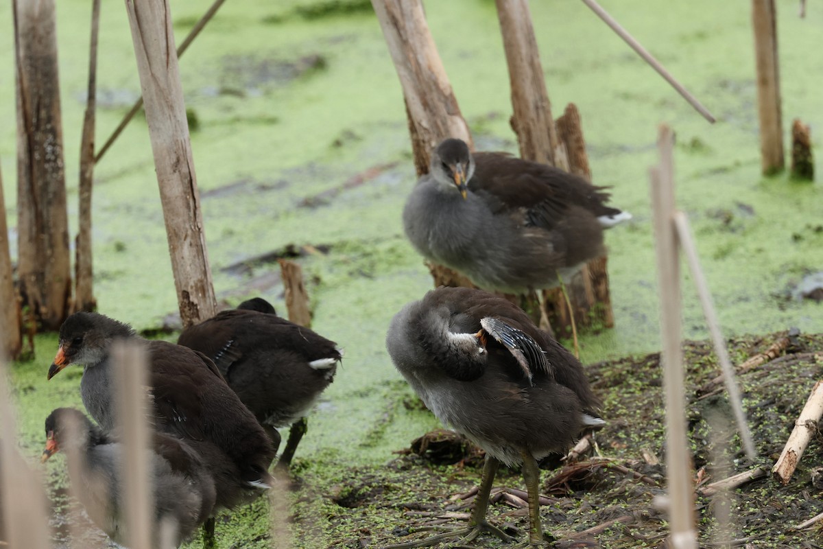 Common Gallinule - ML640637361
