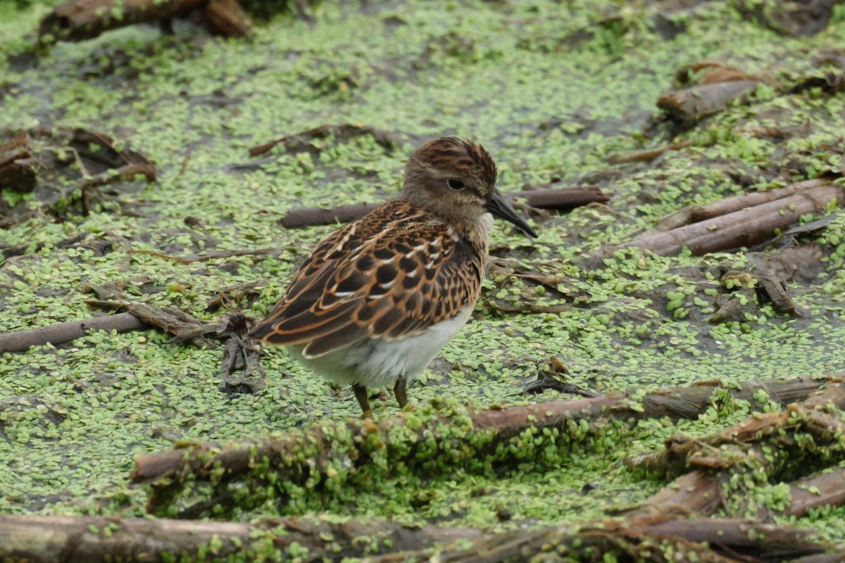 Least Sandpiper - ML640637383