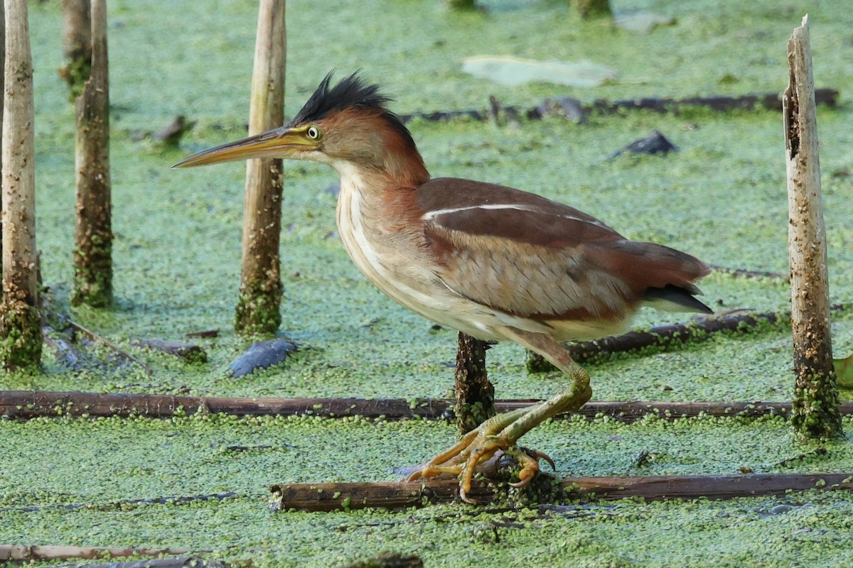 Least Bittern - ML640637398