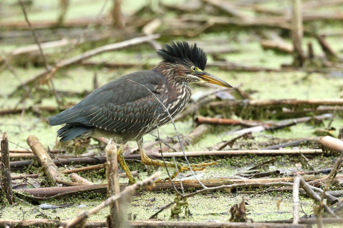 Green Heron - ML640637407