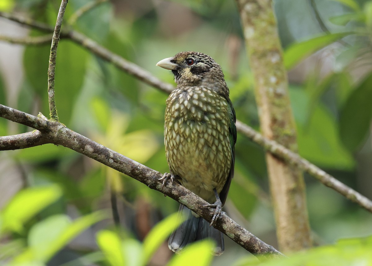 Spotted Catbird - ML640637437