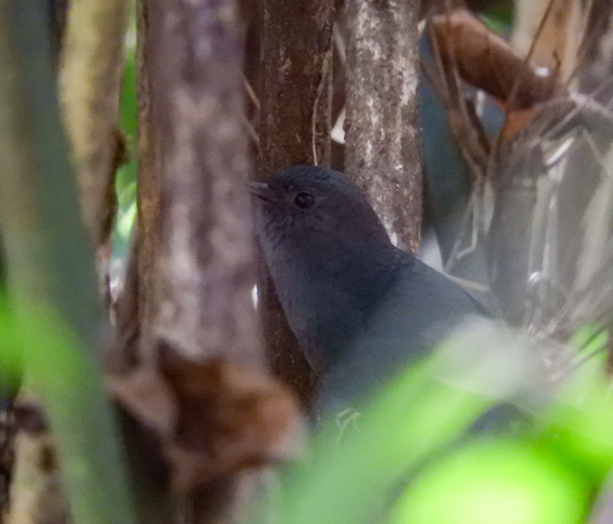 Planalto Tapaculo - ML640637543