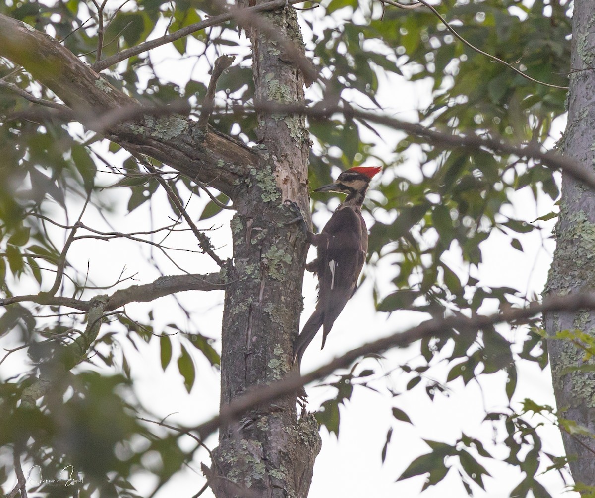 Pileated Woodpecker - ML640637610