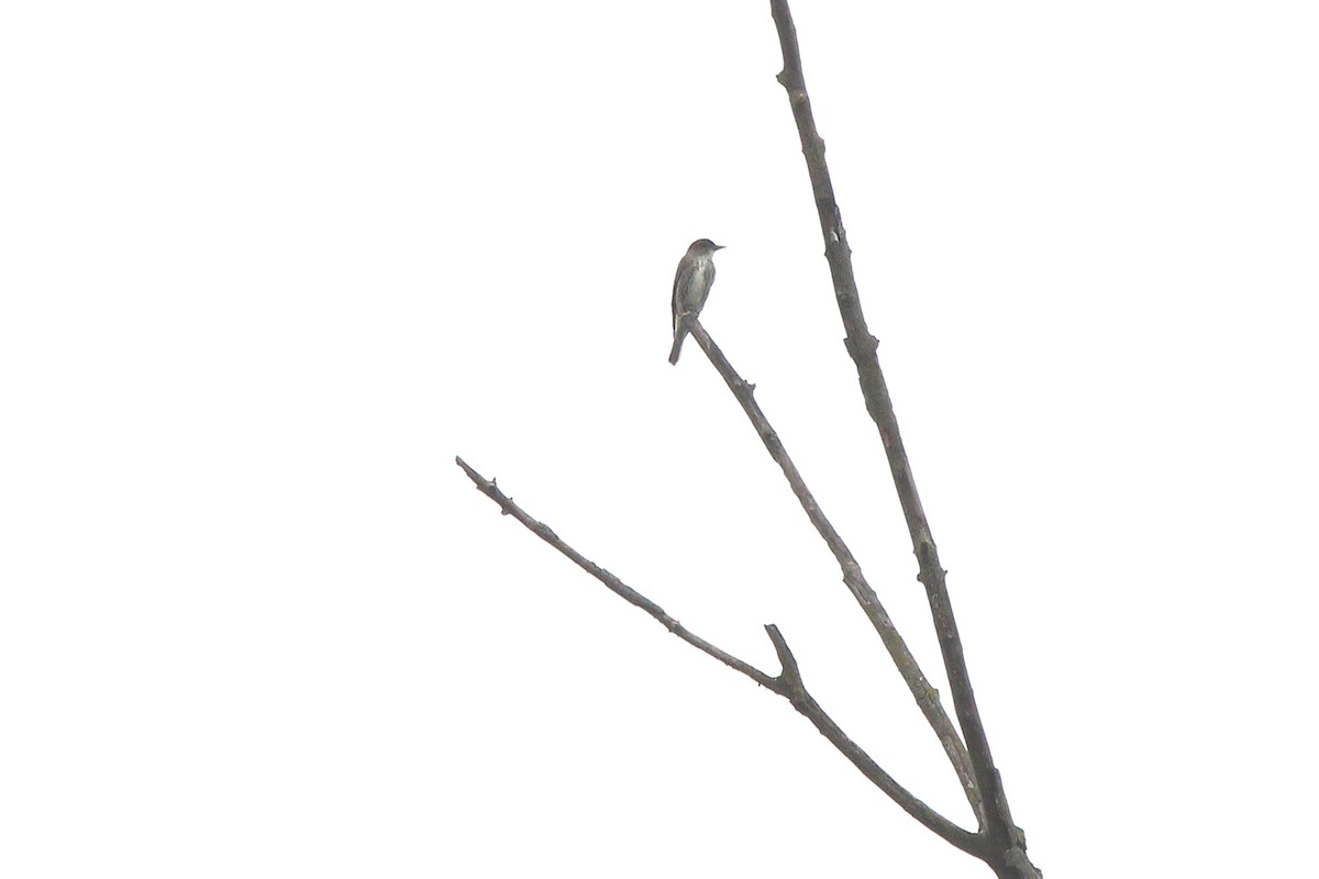 Olive-sided Flycatcher - ML640637753