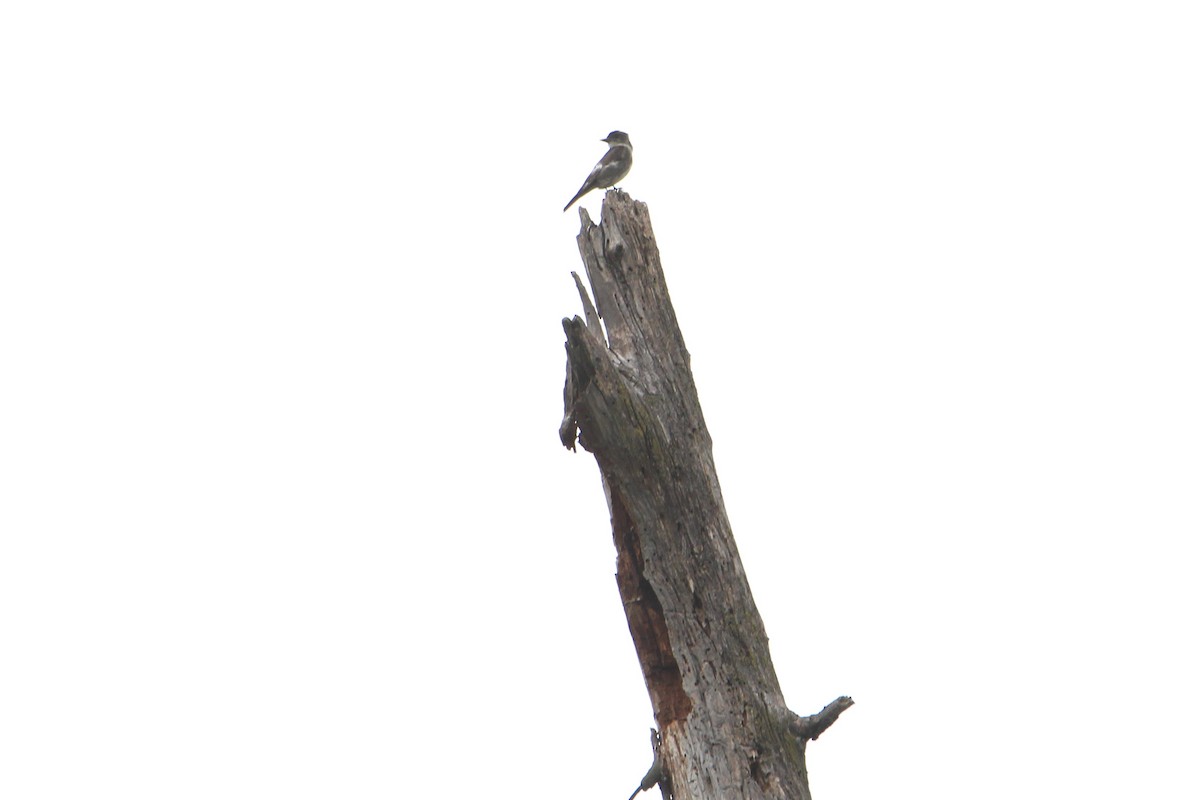 Olive-sided Flycatcher - ML640637755