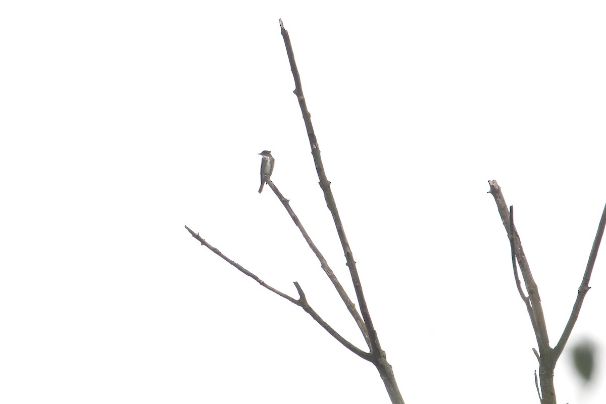 Olive-sided Flycatcher - ML640637756