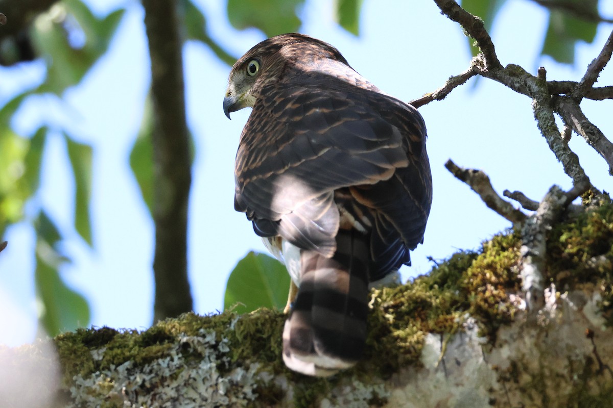Cooper's Hawk - ML640637772