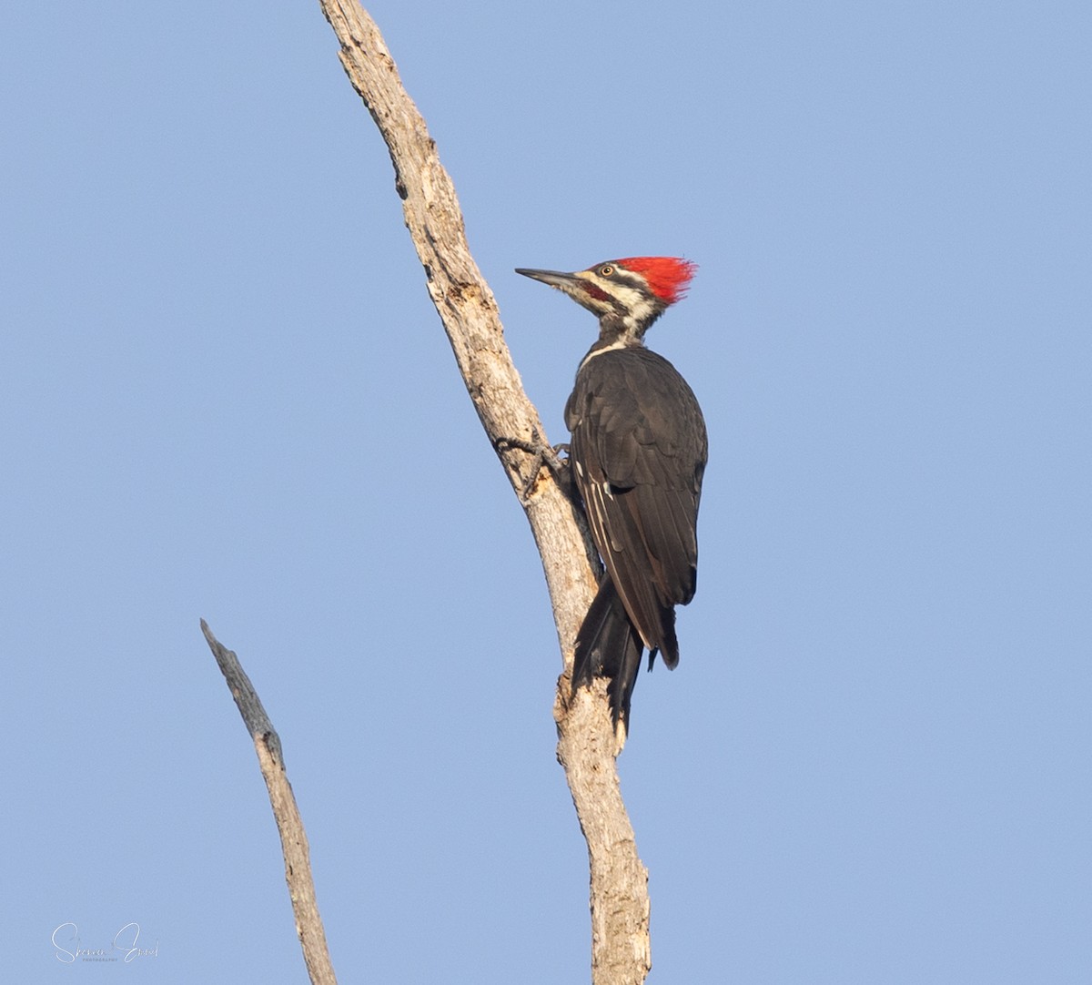 Pileated Woodpecker - ML640637869