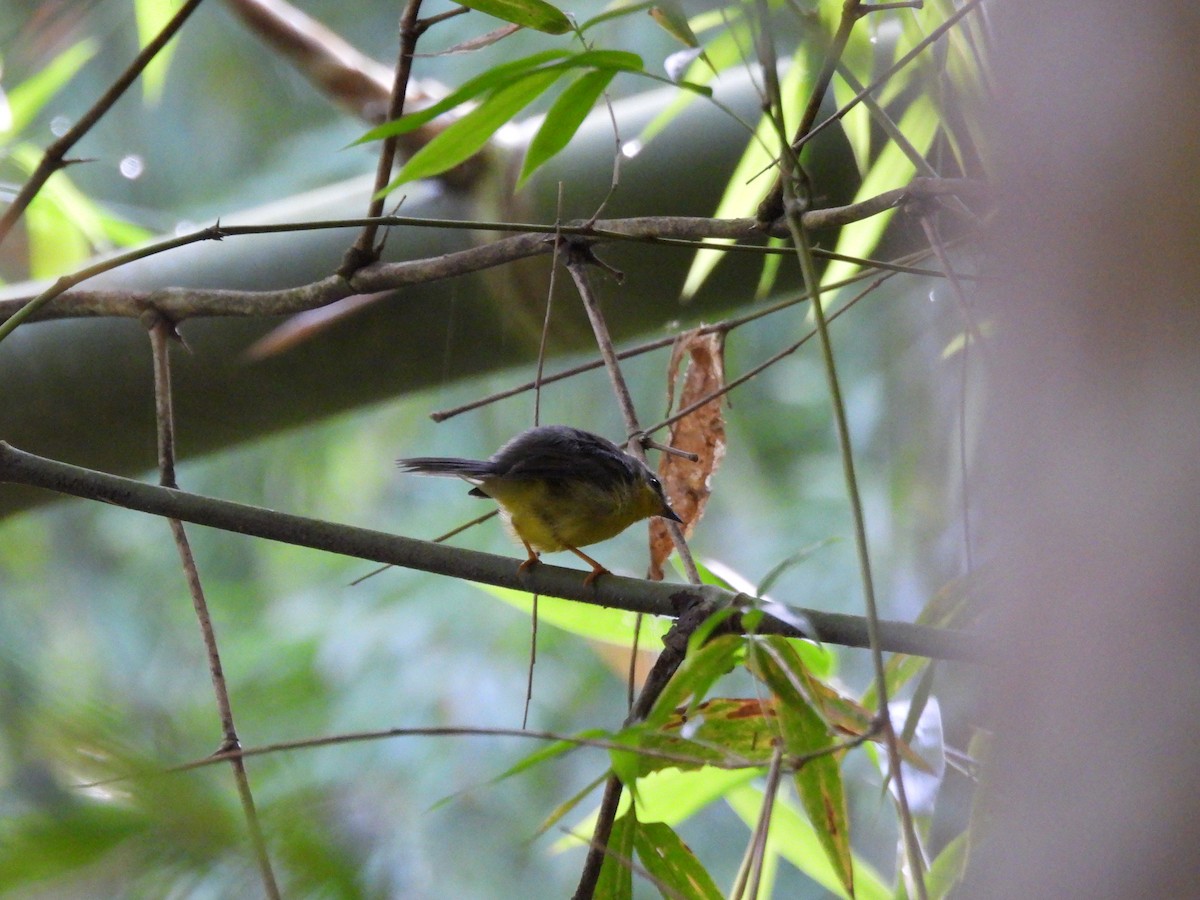 Golden-crowned Warbler - ML640637938