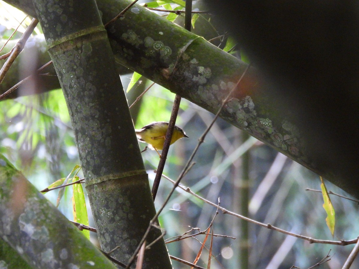 Golden-crowned Warbler - ML640637942