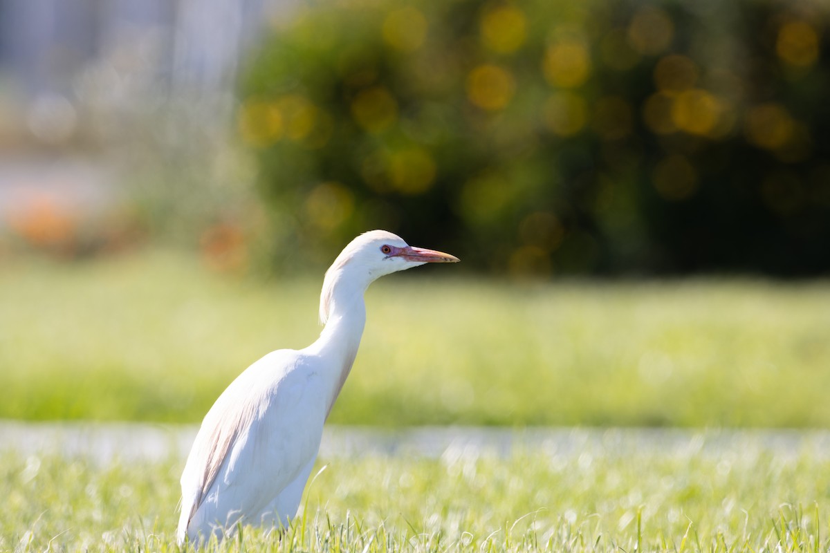 Western Cattle-Egret - ML640637960