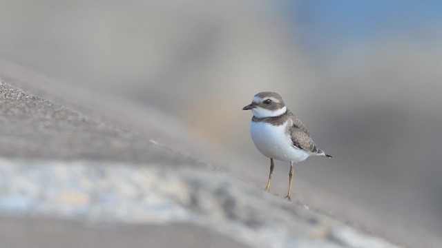 Semipalmated Plover - ML640637966
