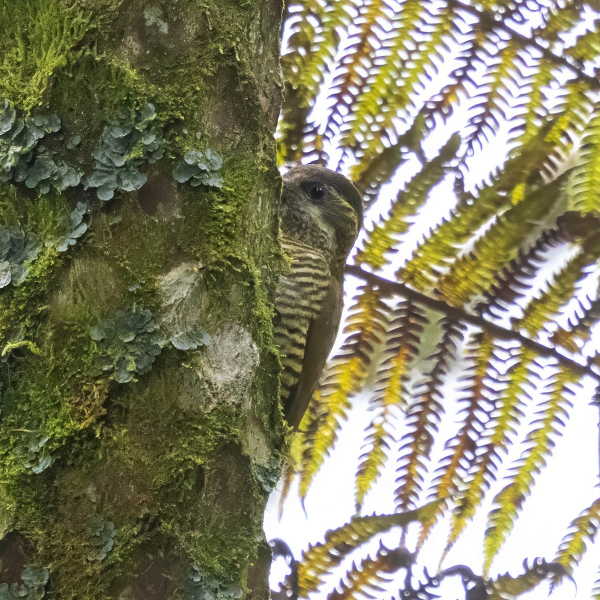 Bar-bellied Woodpecker - ML640638005