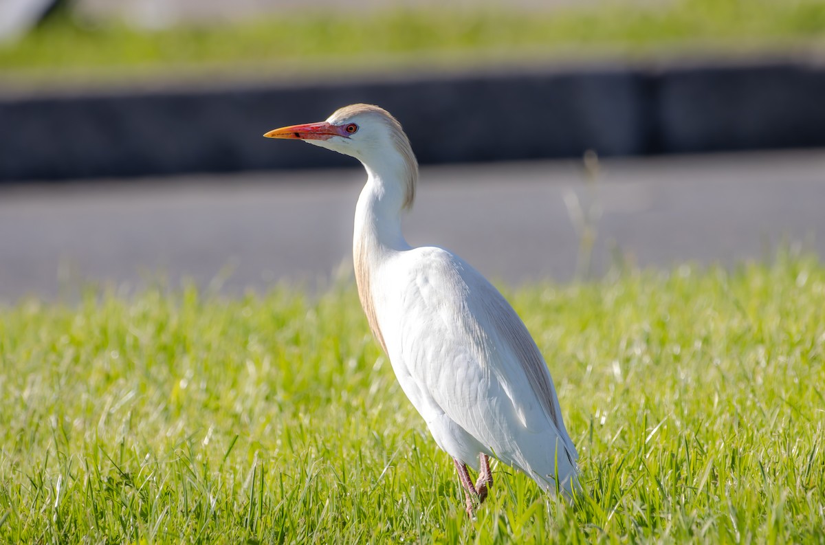 Western Cattle-Egret - ML640638024