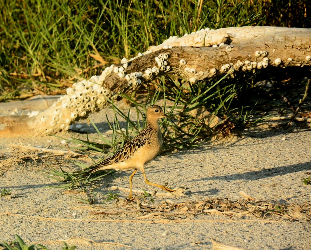 Buff-breasted Sandpiper - ML640638029