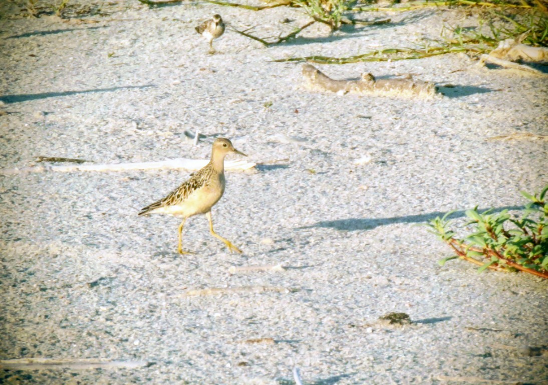 Buff-breasted Sandpiper - ML640638030