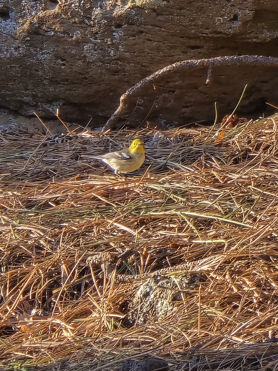 Hermit Warbler - ML640638050