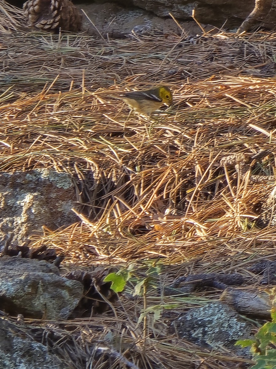 Hermit Warbler - ML640638053