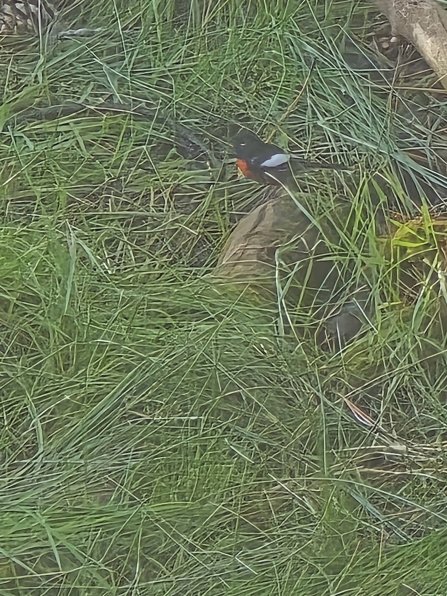 Painted Redstart - ML640638058