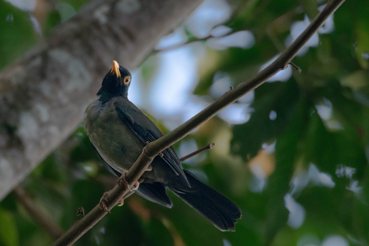 Black-hooded Thrush - ML640638084