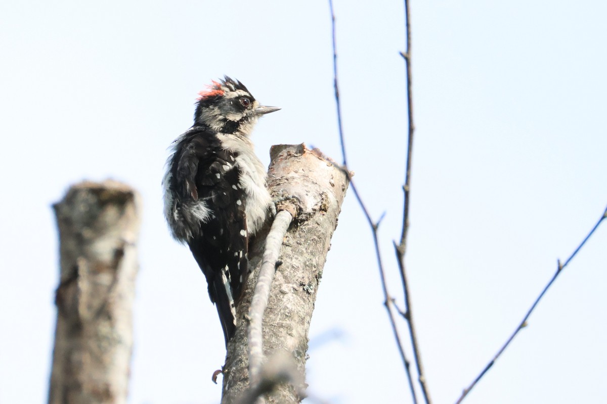 Downy Woodpecker - ML640638137