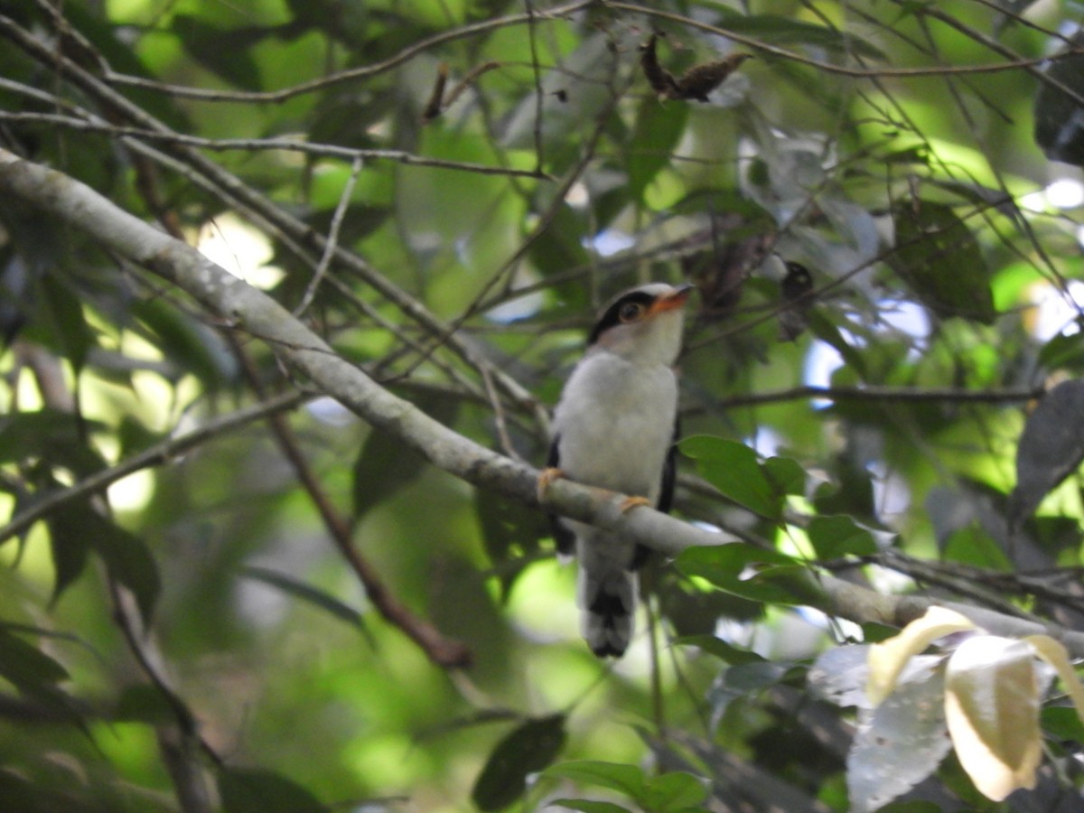 Silver-breasted Broadbill - ML640638150
