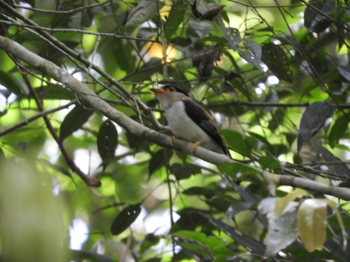 Silver-breasted Broadbill - ML640638151