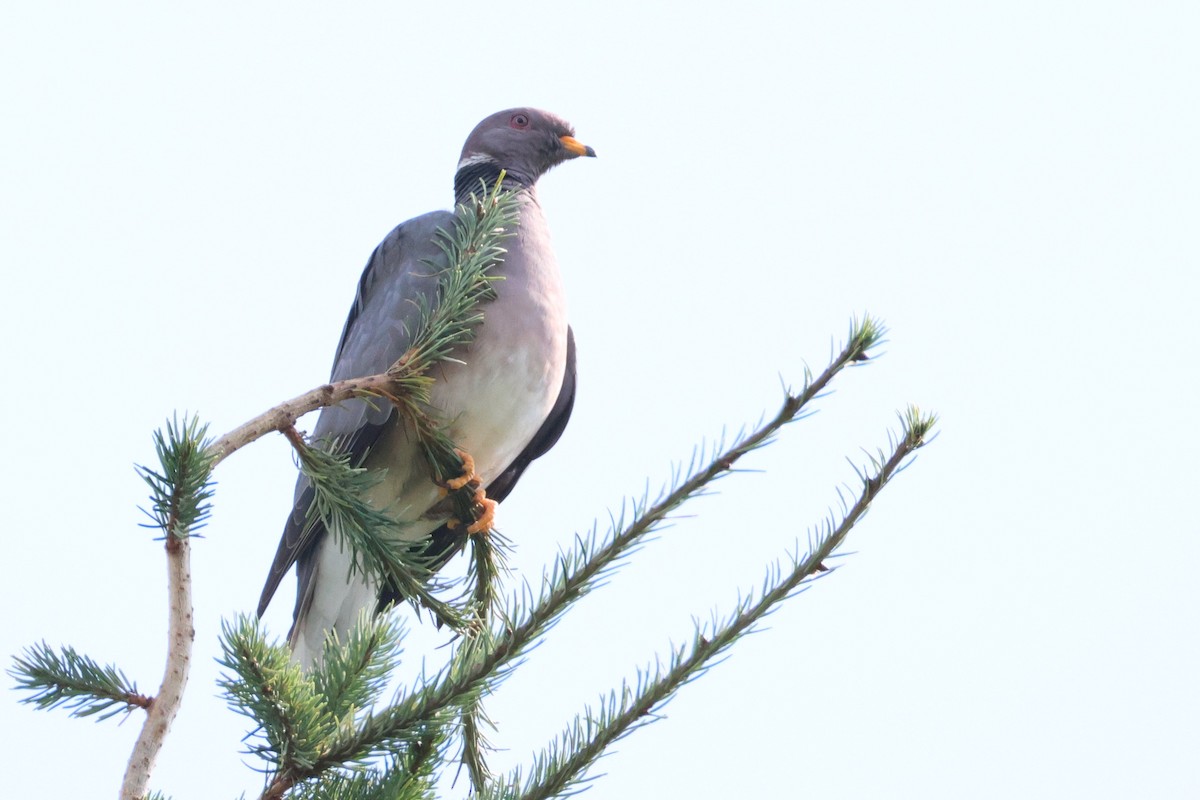 Band-tailed Pigeon - ML640638160