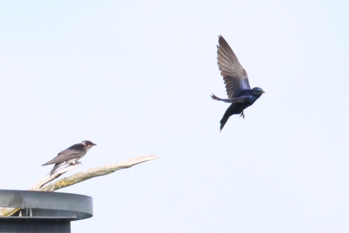 Purple Martin - ML640638191