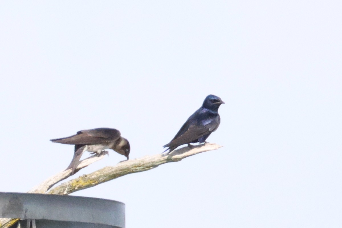Purple Martin - ML640638195