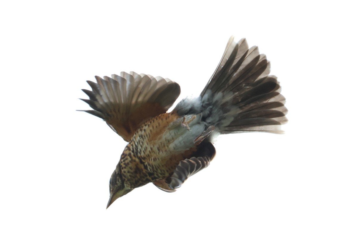 American Robin - ML640638224