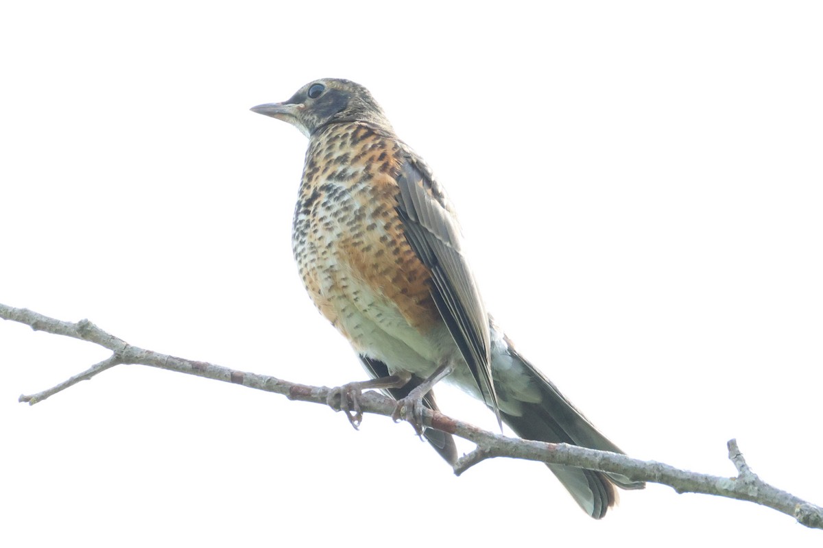 American Robin - ML640638232