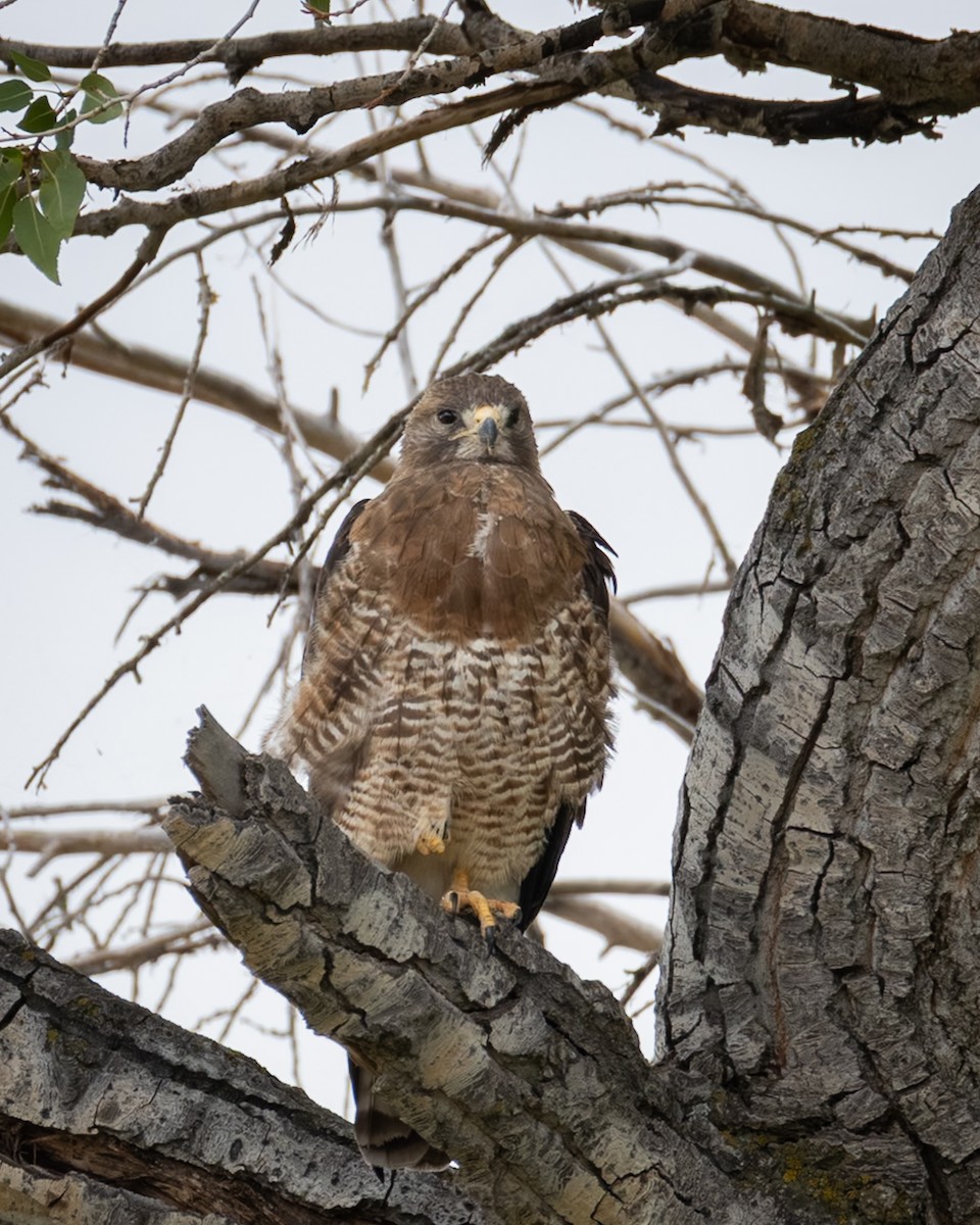Swainson's Hawk - ML640638236