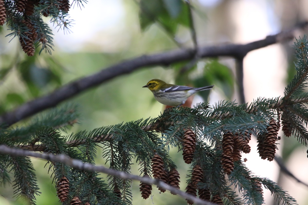 Black-throated Green Warbler - ML640638254