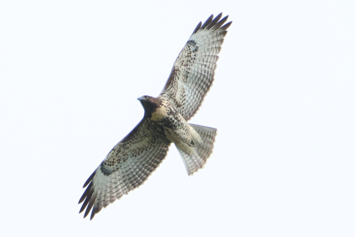 Red-tailed Hawk - ML640638259