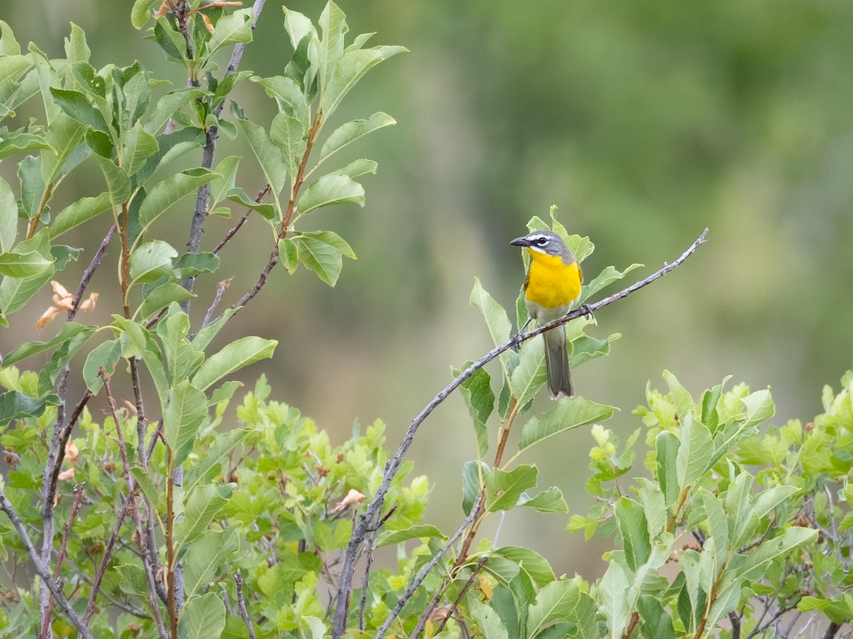 Yellow-breasted Chat - ML640638278